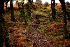 Composition-1-Leading-Lines-Dartmoor
